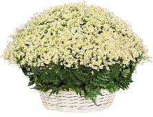 Цветочная композиция из Ромашки в корзине #REPLACE_PRED# Северо-Восточные Сады