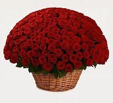 Премиум букет из: Розы в Северо-Восточные Сады